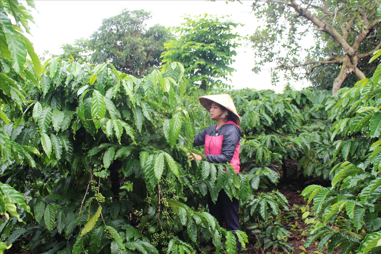 Người có uy tín Bàn Mùi Khe là người đầu tiên mở đường trồng cà phê ở thôn Đại Thành