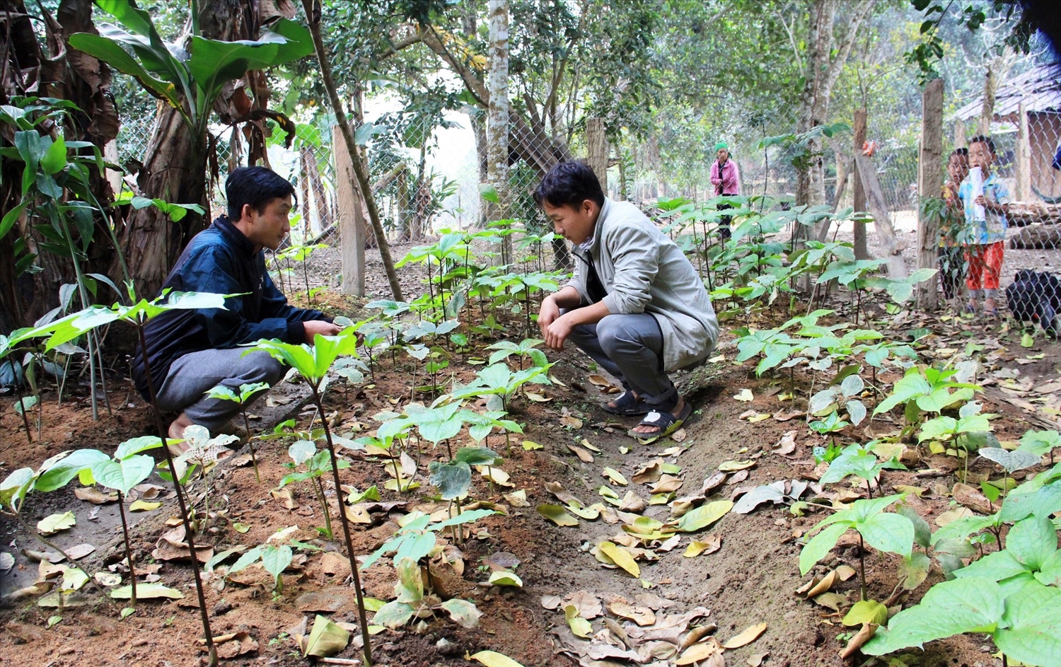 Mô hình trồng sâm của gia đình anh Xồng Tồng Ca ở bản Phá Lõm (xã Tam Hợp, huyện Tương Dương) cho hiệu quả kinh tế cao