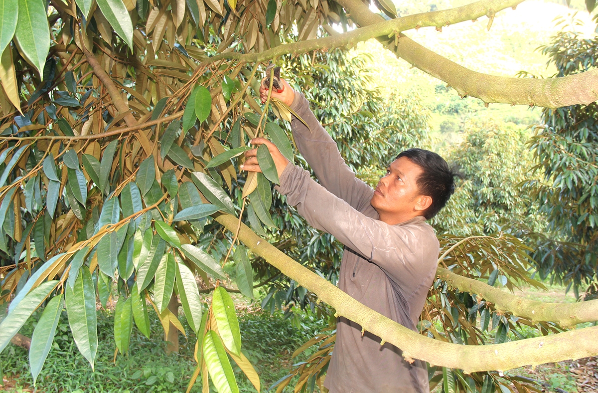 Nhờ trồng sầu riêng mà gia đình ông Cao Mai Hùng (thôn Hòn Dung) đã thoát nghèo bền vững