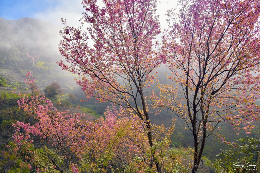 Thổn thức ngắm sắc hồng rực của hoa Tớ dày phủ kín núi đồi Tây Bắc 10