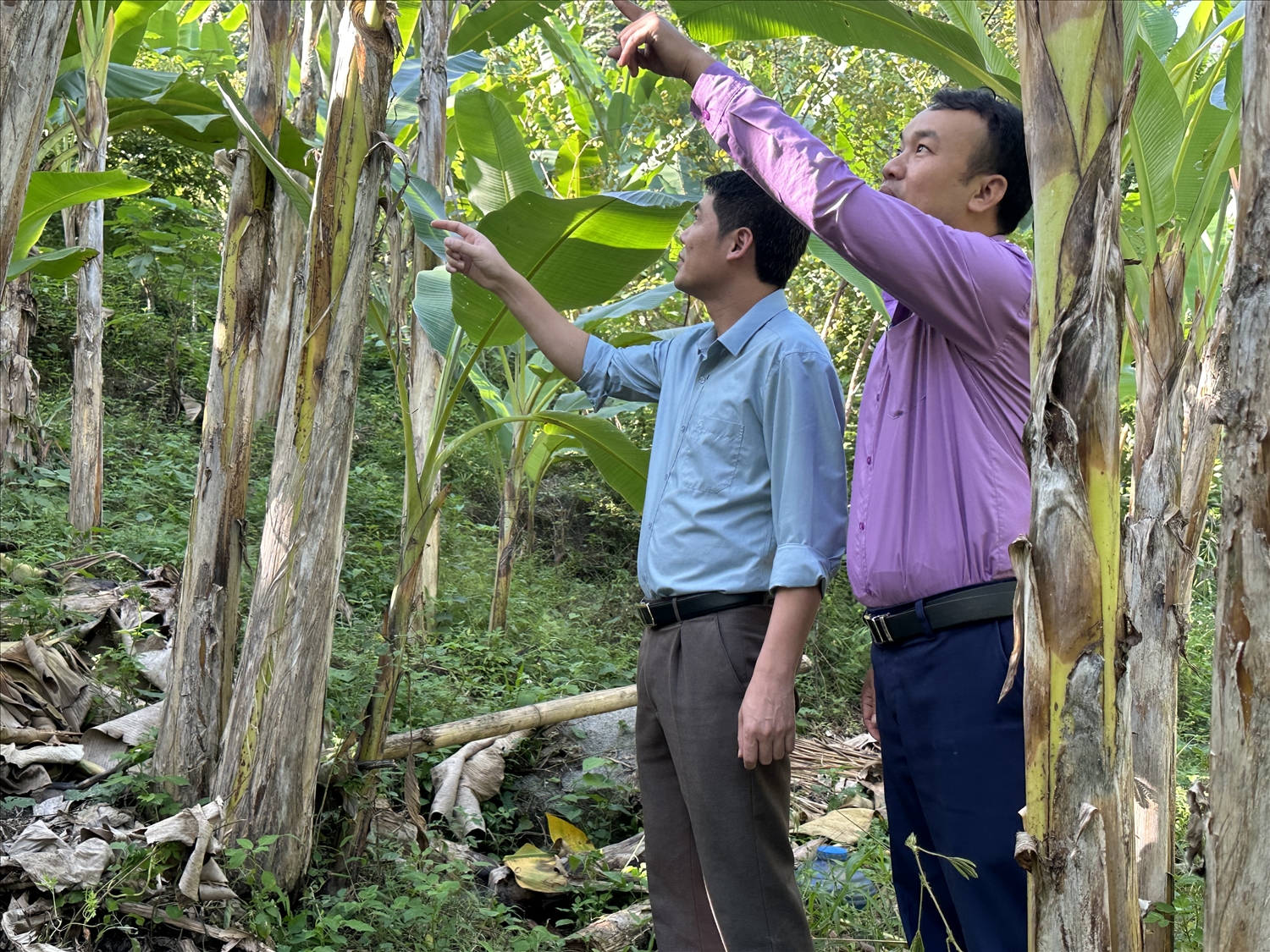 Trưởng Phòng Dân tộc huyện Tương Dương Lương Xuân Hiệp (áo xanh bên trái) và Phó Chủ tịch xã Lưu Kiền La Văn Bống kiểm tra vườn chuối nhà ông Long
