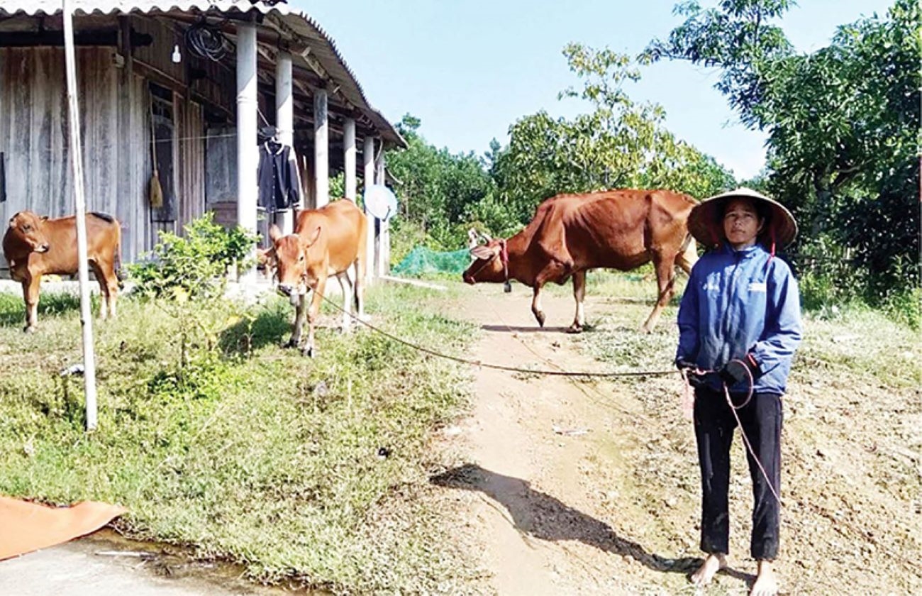 Mô hình nuôi bò giúp gia đình chị Hồ thôn A Niêng Lê Triêng 1 thoát nghèo bền vững 