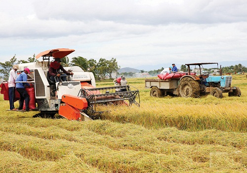 Nông dân huyện Thuận Bắc thu hoạch lúa đạt năng suất cao. 