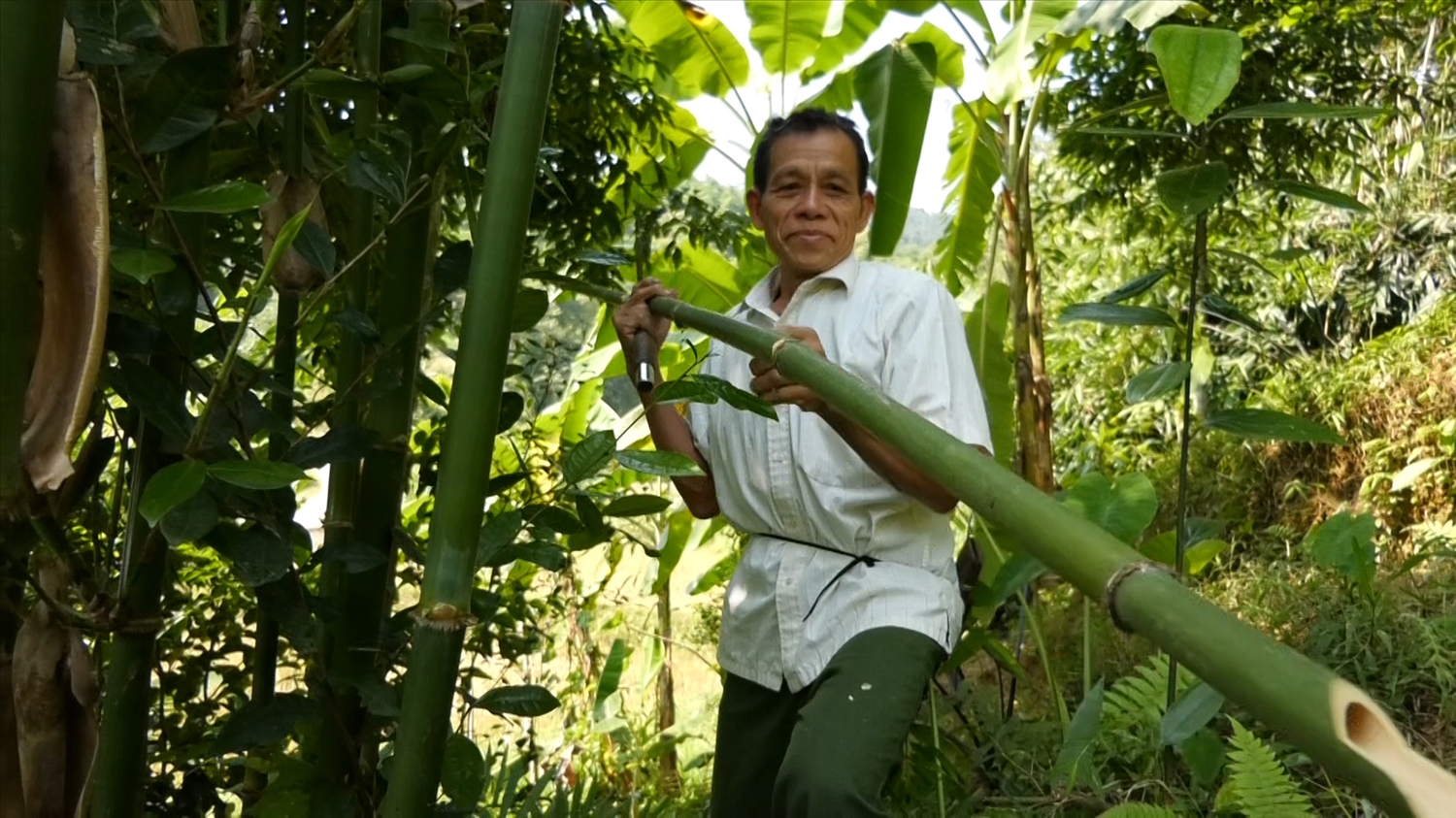 Ông Lò Văn Quang vào rừng chặt vầu làm nguyên liệu đan lát