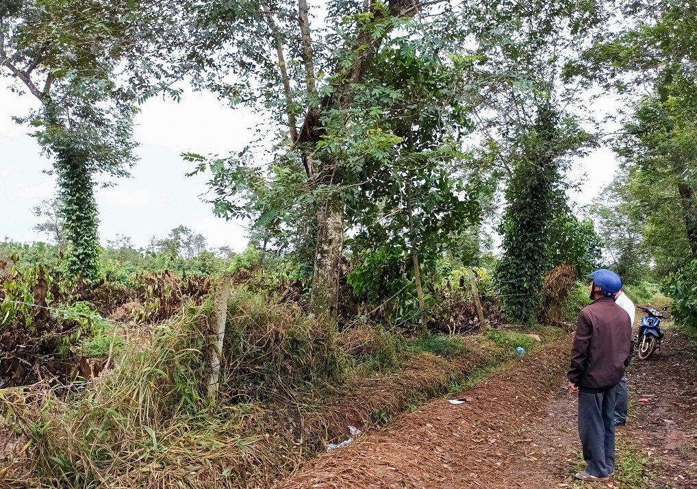 Phóng viên thực địa tại vườn cây bị chặt hạ trái quy định của gia đình ông Nguyễn Thành Giang. (Ảnh chụp ngày 13/11/2022)