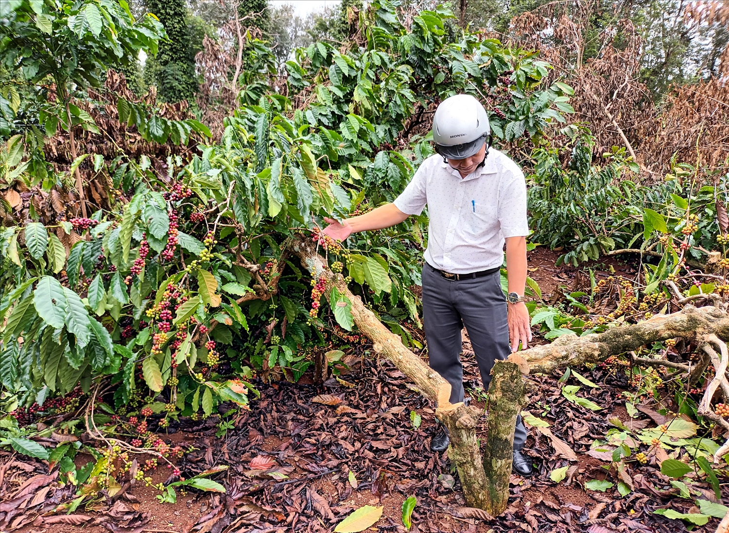 Hàng loạt cây cà phê đang trong vụ thu hoạch bị chặt phá ngổn ngang. (Ảnh chụp ngày 13/11/2022)