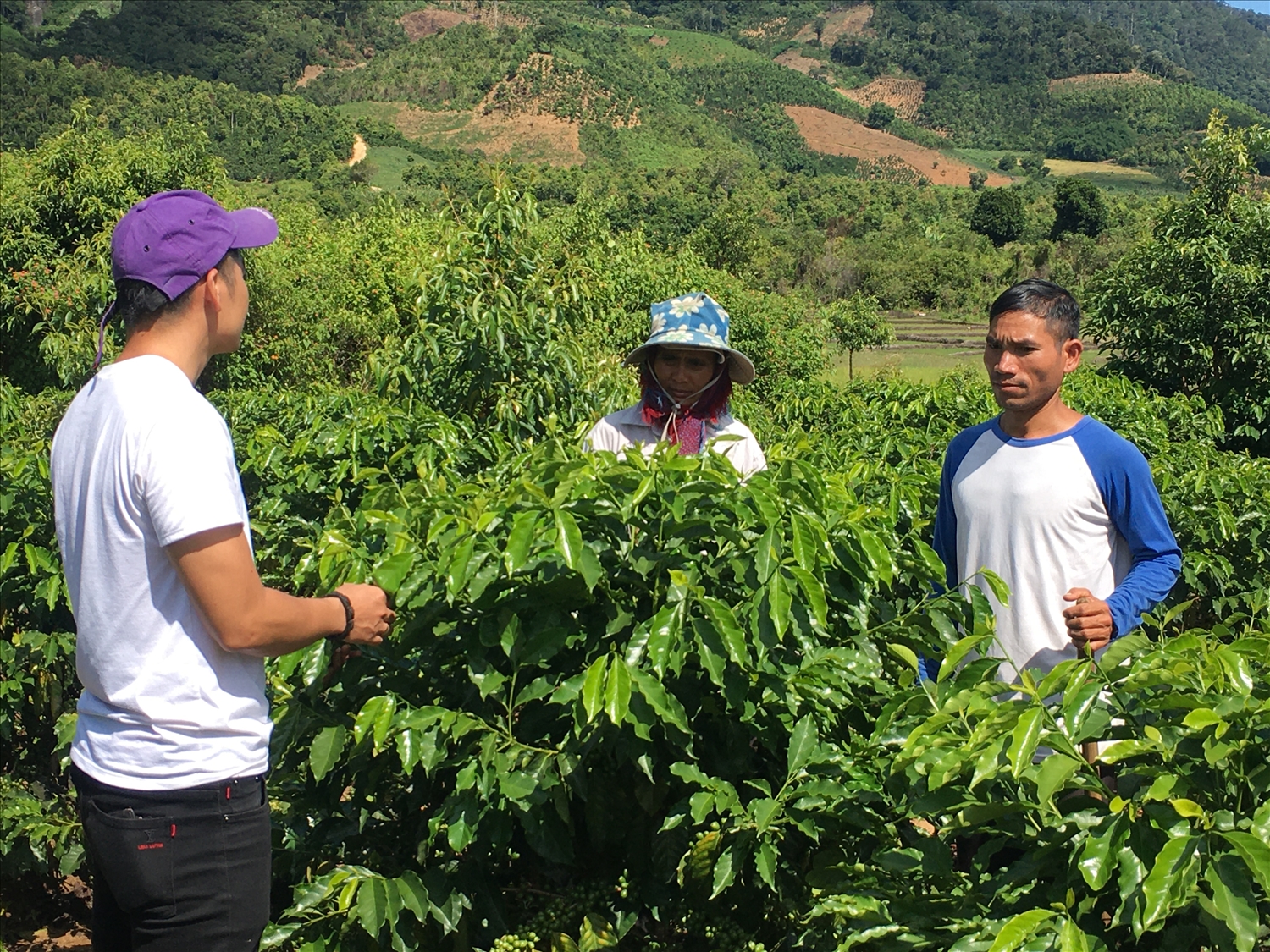 Cán bộ khuyến nông hướng dẫn người dân cách chăm sóc cây cà phê xứ lạnh.