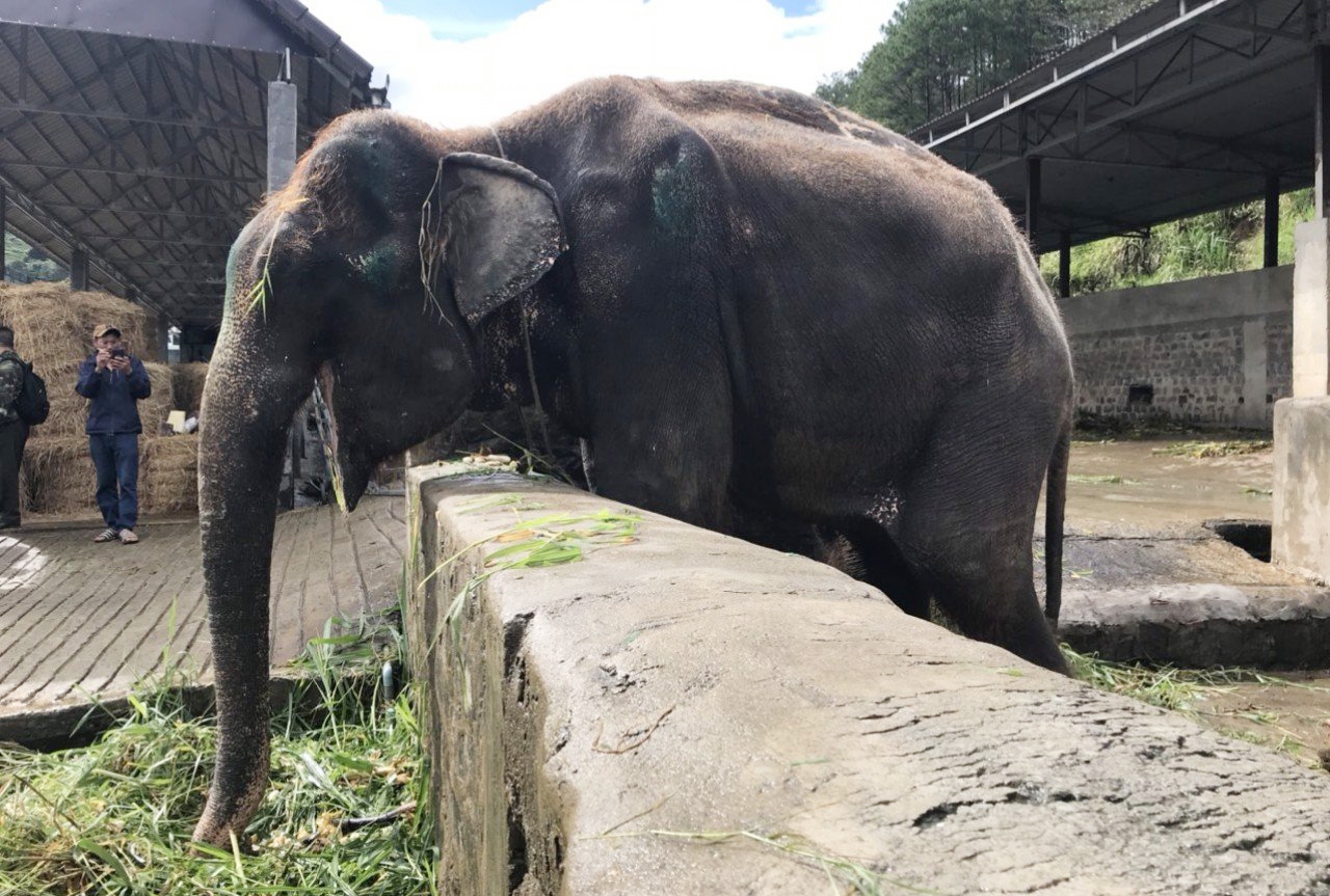 Voi Rôk được Trung tâm bảo tồn voi đưa về bảo tồn, chăm sóc