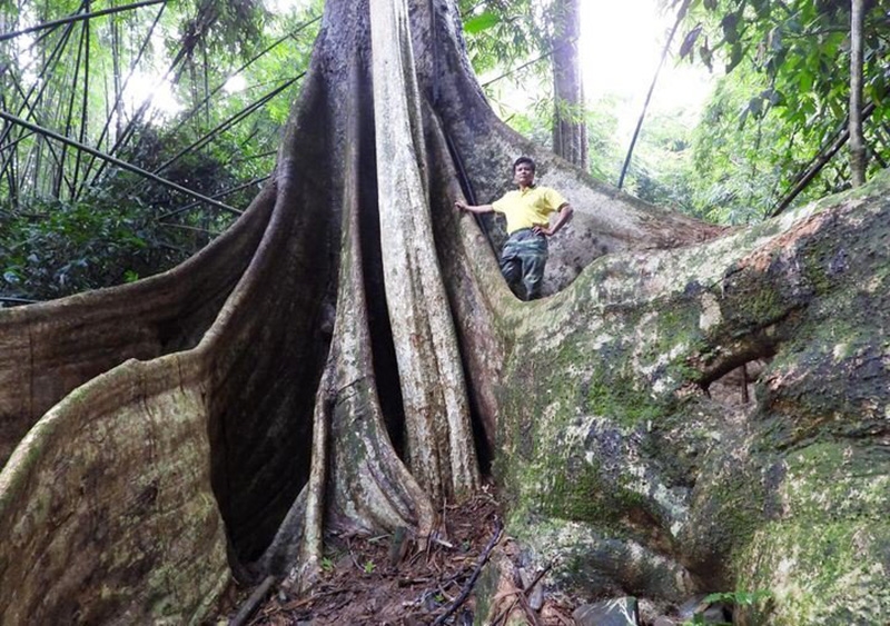 Cây tung ở Vườn quốc gia Bù Gia Mập vừa được công nhận là Cây di sản Việt Nam