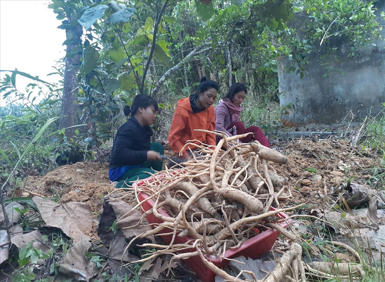 Phát triển mô hình HTX với cây dược liệu giúp bà con DTTS ở Quảng Nam từng bước thoát nghèo. (Trong ảnh: Đồng bào Cơ Tu huyện Tây Giang thu hoạch củ đẳng sâm)