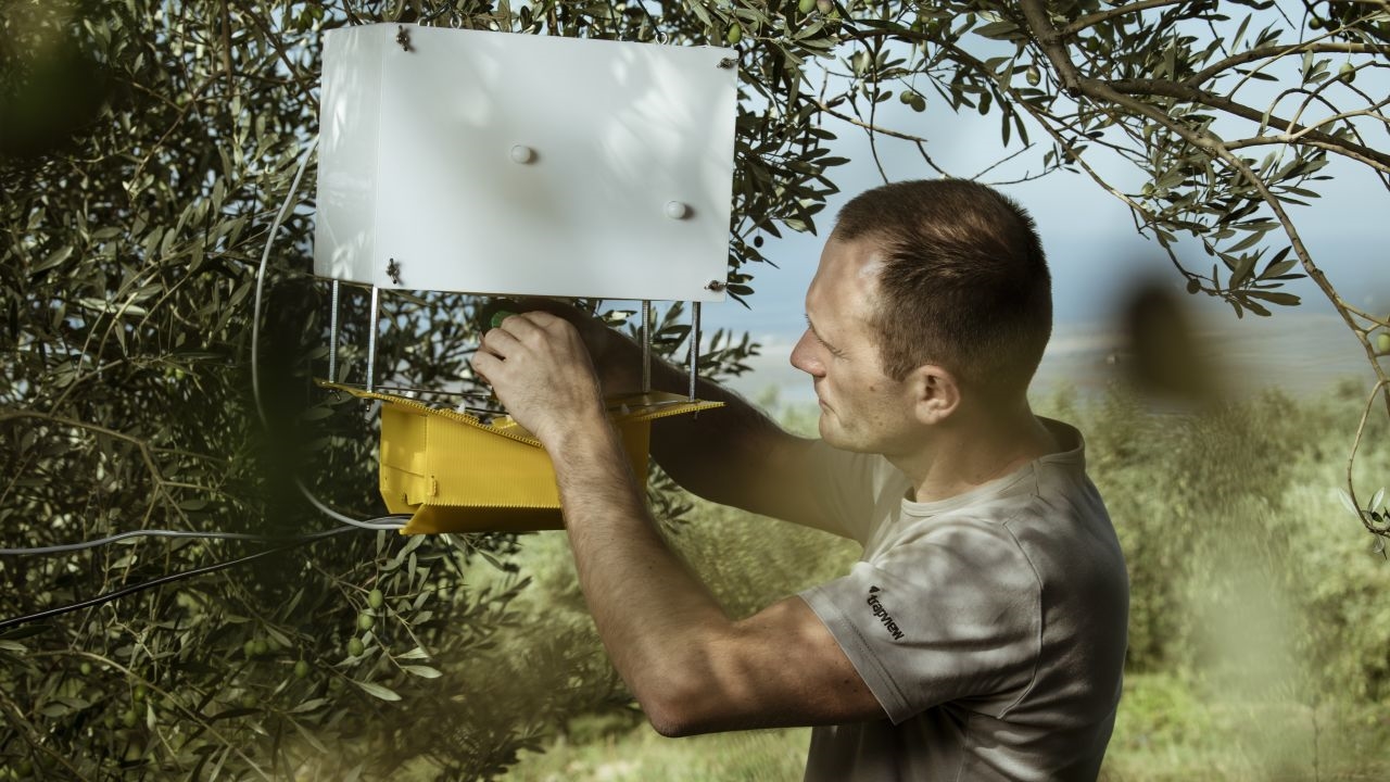 Một thiết bị của Trapview lắp trên cây olive để giải quyết vấn đề sâu bệnh. Ảnh: CNN