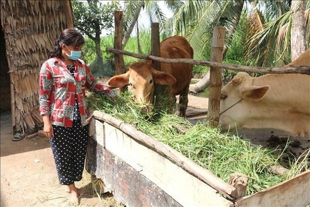 Mô hình chăn nuôi bò đã giúp đời sống nhiều hộ dân, nhất là các hộ nghèo, đồng bào dân tộc Khmer nâng cao thu nhập