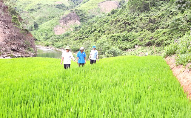 Diện tích trồng lúa nước của gia đình ông Hồ Khiên phát triển xanh tốt
