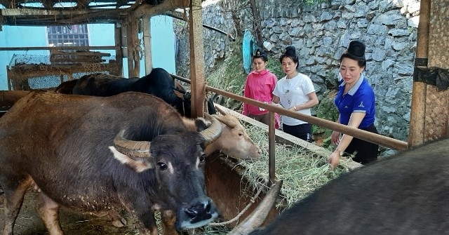 Mô hình chăn nuôi trâu, bò của gia đình chị Lò Thị Điện (áo xanh) ở bản Tin Tốc, xã Ẳng Nưa, huyện Mường Ảng