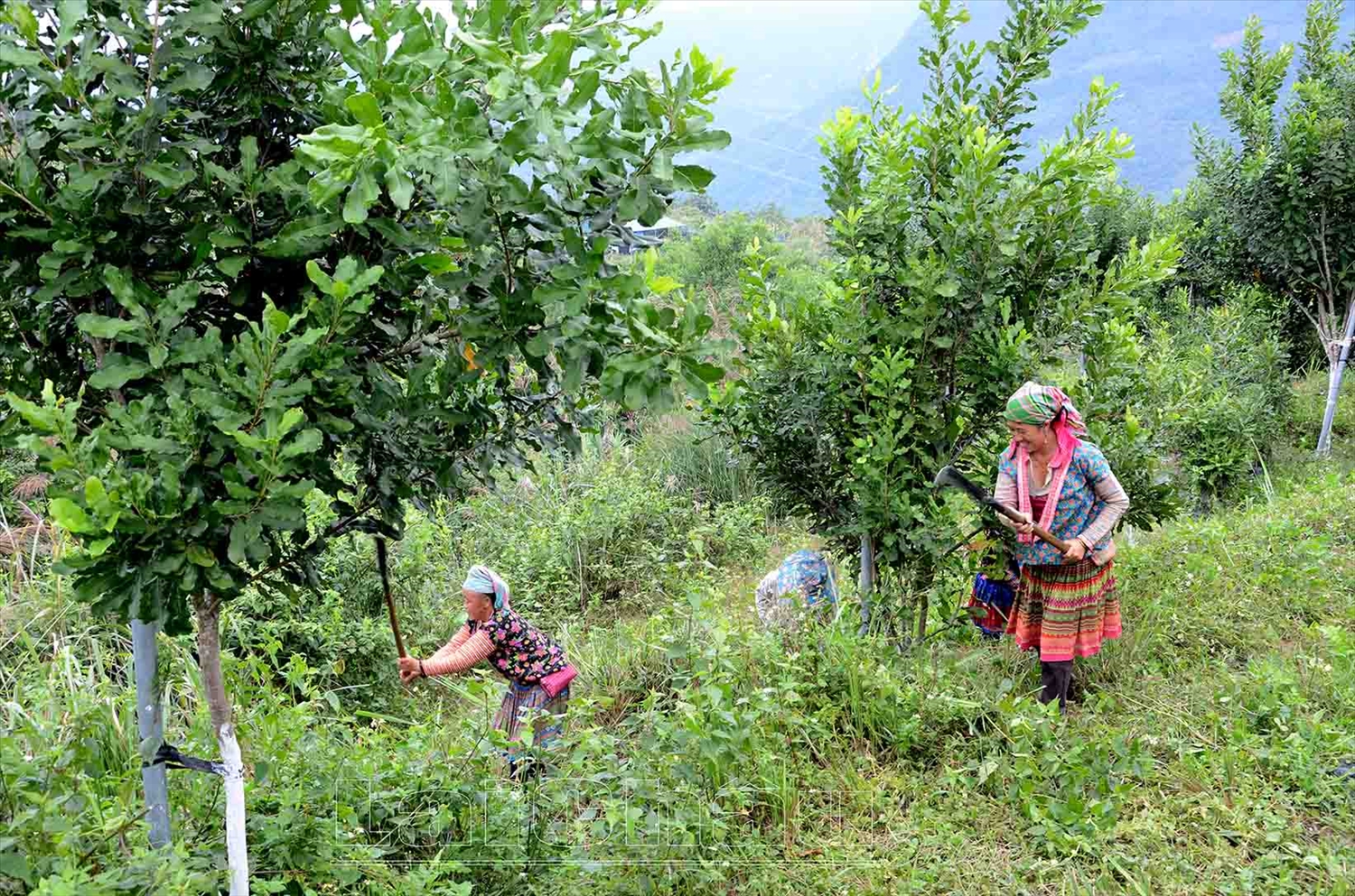 Người dân xã Lê Lợi (huyện Nậm Nhùn) chăm sóc cây mắc-ca. (Ảnh MH)