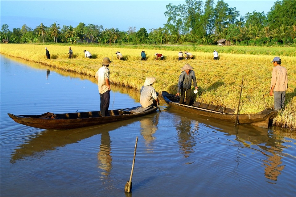 Thu hoạch lúa trên đất tôm tại mô hình lúa tôm huyện Phước Long, tỉnh Bạc Liêu. Ảnh: Phan Thanh Cường