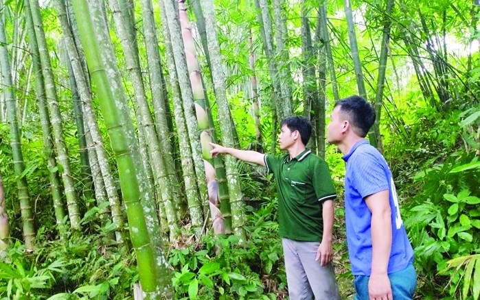 Anh Hà Văn Thái (bên trái), Bí thư kiêm Trưởng bản Tình, xã Mường Mìn đi thăm rừng luồng của bà con trong bản