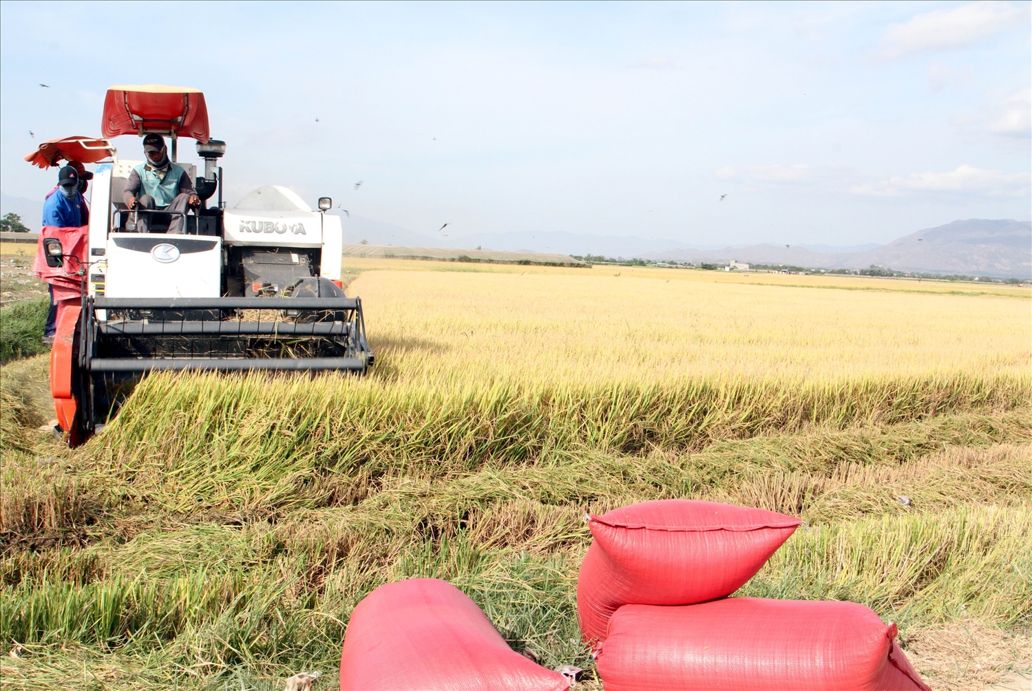 Đồng bào Chăm xã Phước Hậu (Ninh Phước) ứng dụng thiết bị cơ giới vào canh tác lúa trên cánh đồng lớn chất lượng cao