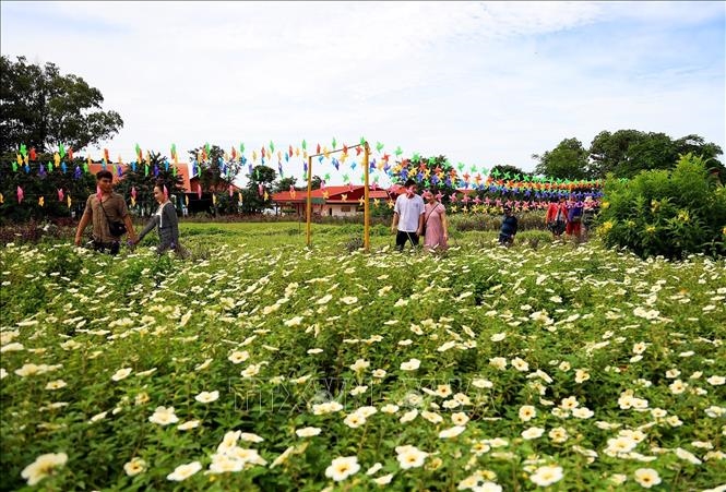 Du khách dạo chơi trong cánh đồng hoa tại khu du lịch sinh thái Đảo Ó - Đồng Trường (Đồng Nai). Ảnh: Hồng Đạt/TTXVN