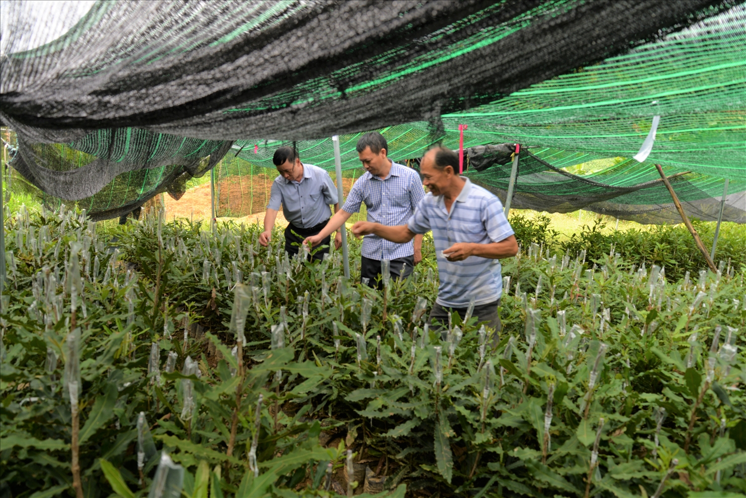 Lãnh đạo Liên minh HTX tỉnh Lai Châu và Giám đốc HTX Voòng Dính (huyện Phong Thổ) kiểm tra vườn ươm cây mắc ca