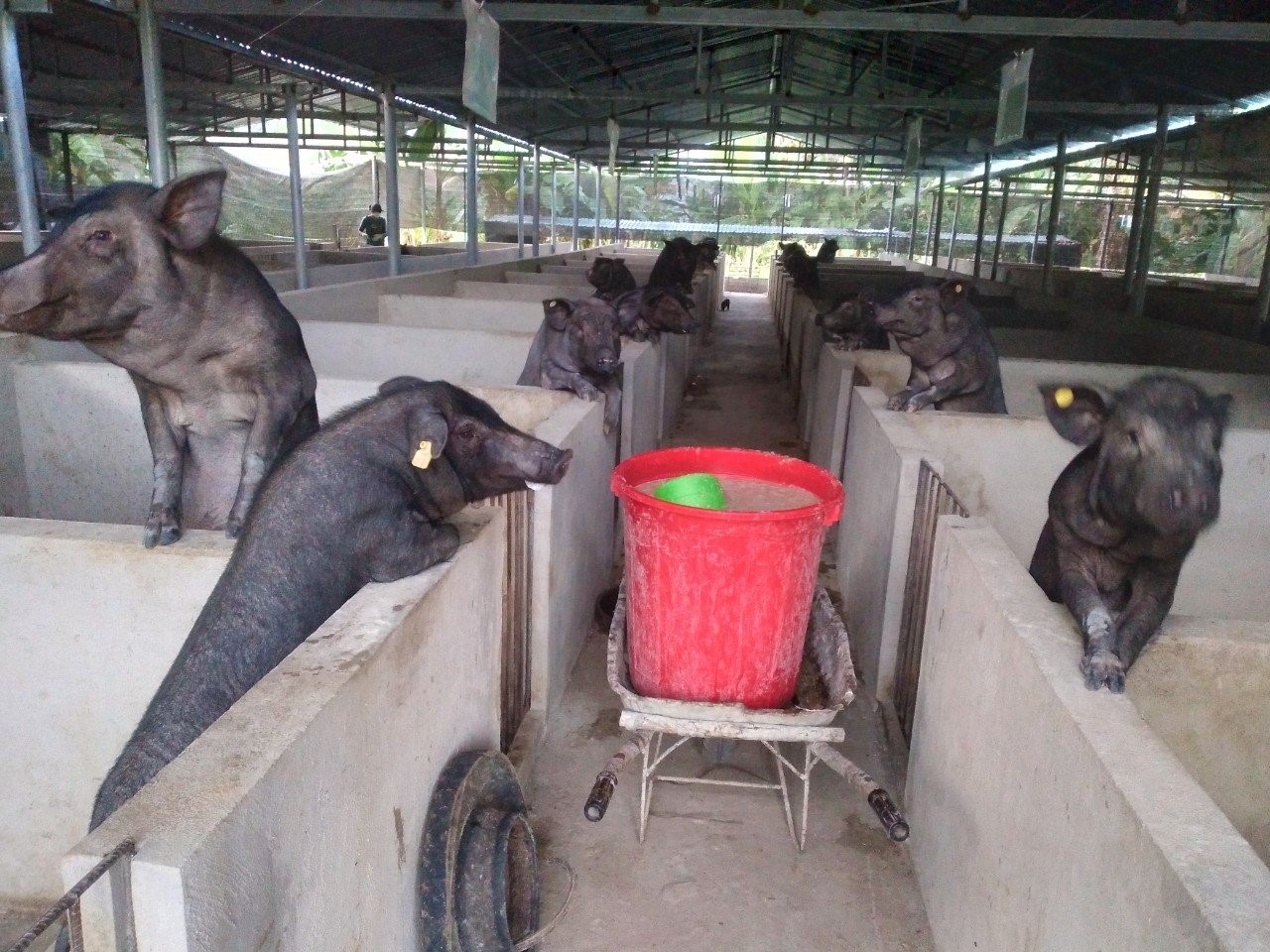 Mô hình liên kết nuôi lợn đen của HTX Ứng Thìn (huyện Mường Tè) 