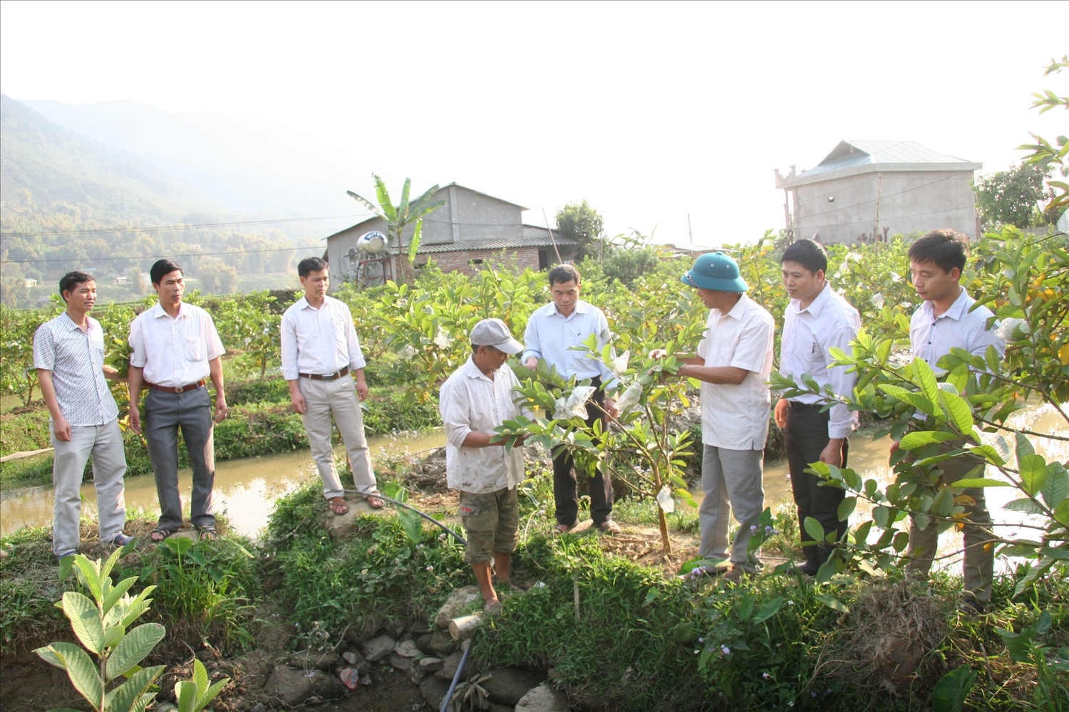 Cán bộ xã Hua Nà tham quan mô hình trồng ổi Đài Loan của người dân bản Hua Nà.