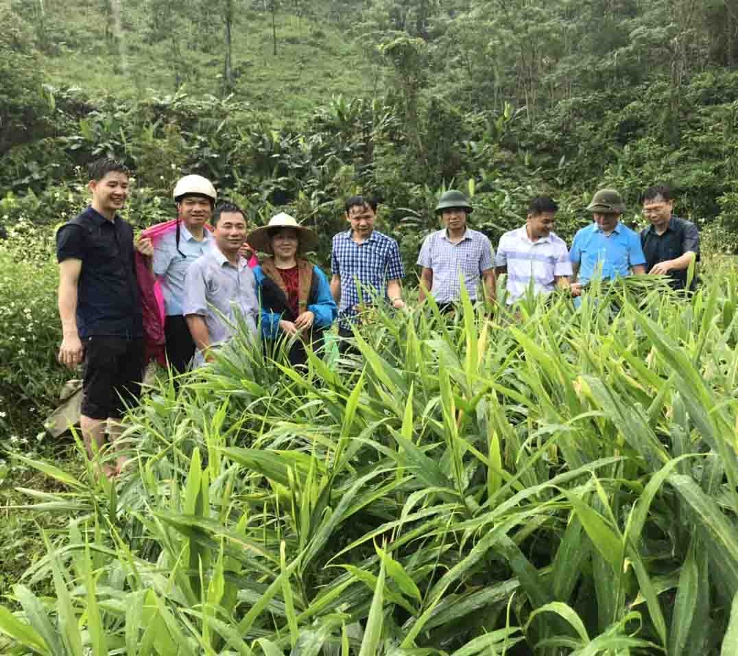 Phó Chủ tịch UBND tỉnh Đỗ Thị Minh Hoa thăm mô hình trồng gừng tại huyện Na Rì