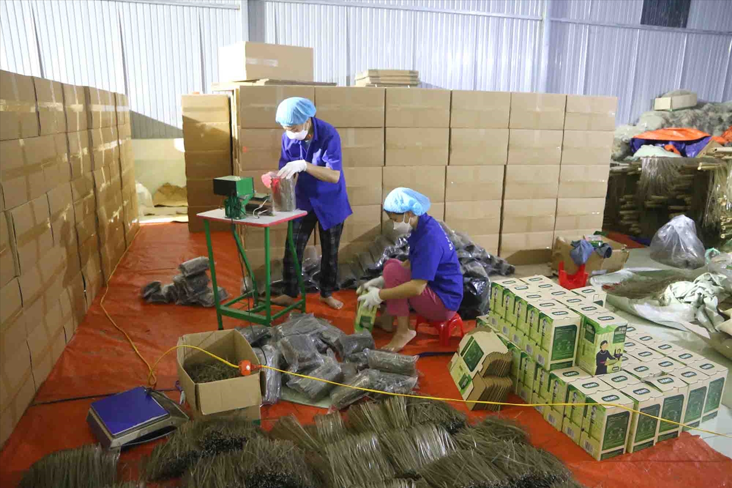 Năm 2020, sản phẩm miến dong của Hợp tác xã Tài Hoan thuộc xã Côn Minh, huyện Na Rì đã vinh dự đạt chứng nhận sản phẩm OCOP 5 sao cấp Quốc gia (Ảnh: Đóng gói miến dong tại Hợp tác xã Tài Hoan)