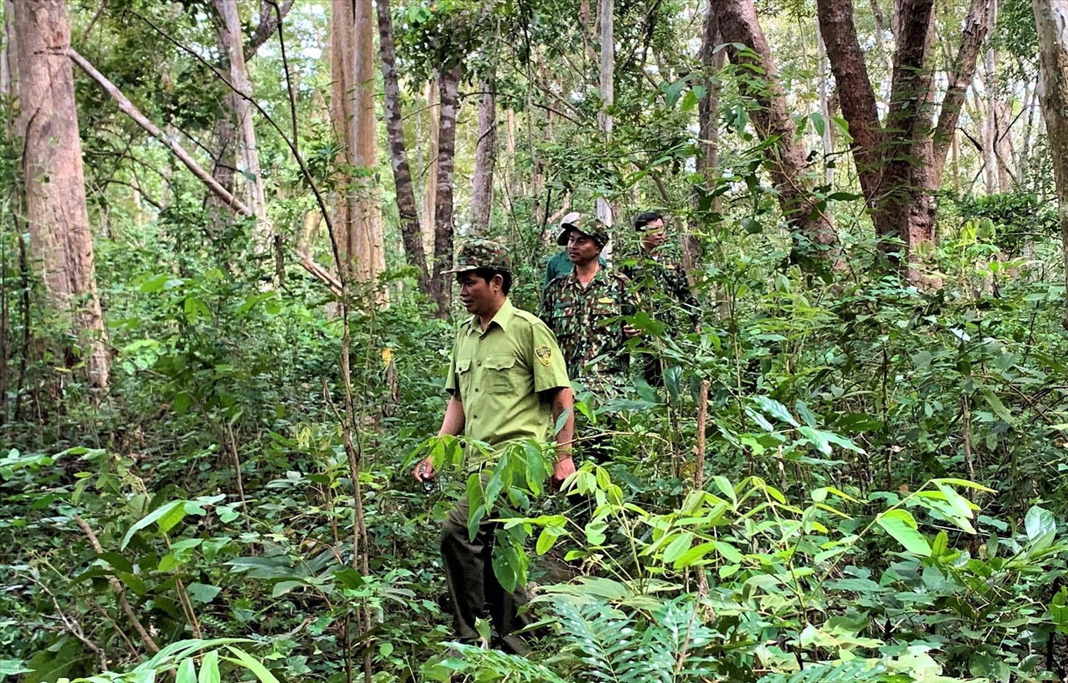 Để hạn chế tình trạng phá rừng vào những tháng cuối năm, công ty đẩy mạnh công tác tuần tra bảo vệ
