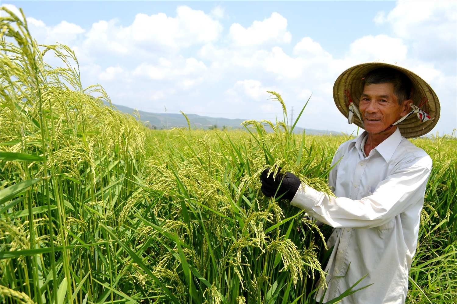 Nông dân thị trấn Ái Nghĩa, thành viên HTX Nông nghiệp Ái Nghĩa (huyện Đại Lộc) bên giống lúa mẹ đang ngậm sữa. Ảnh: KK