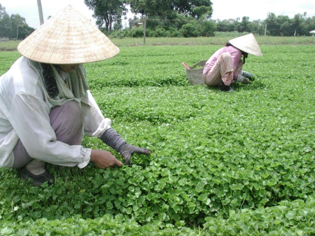 Vùng trồng rau má của HTX Quảng Thọ II (Thừa Thiên Huế)
