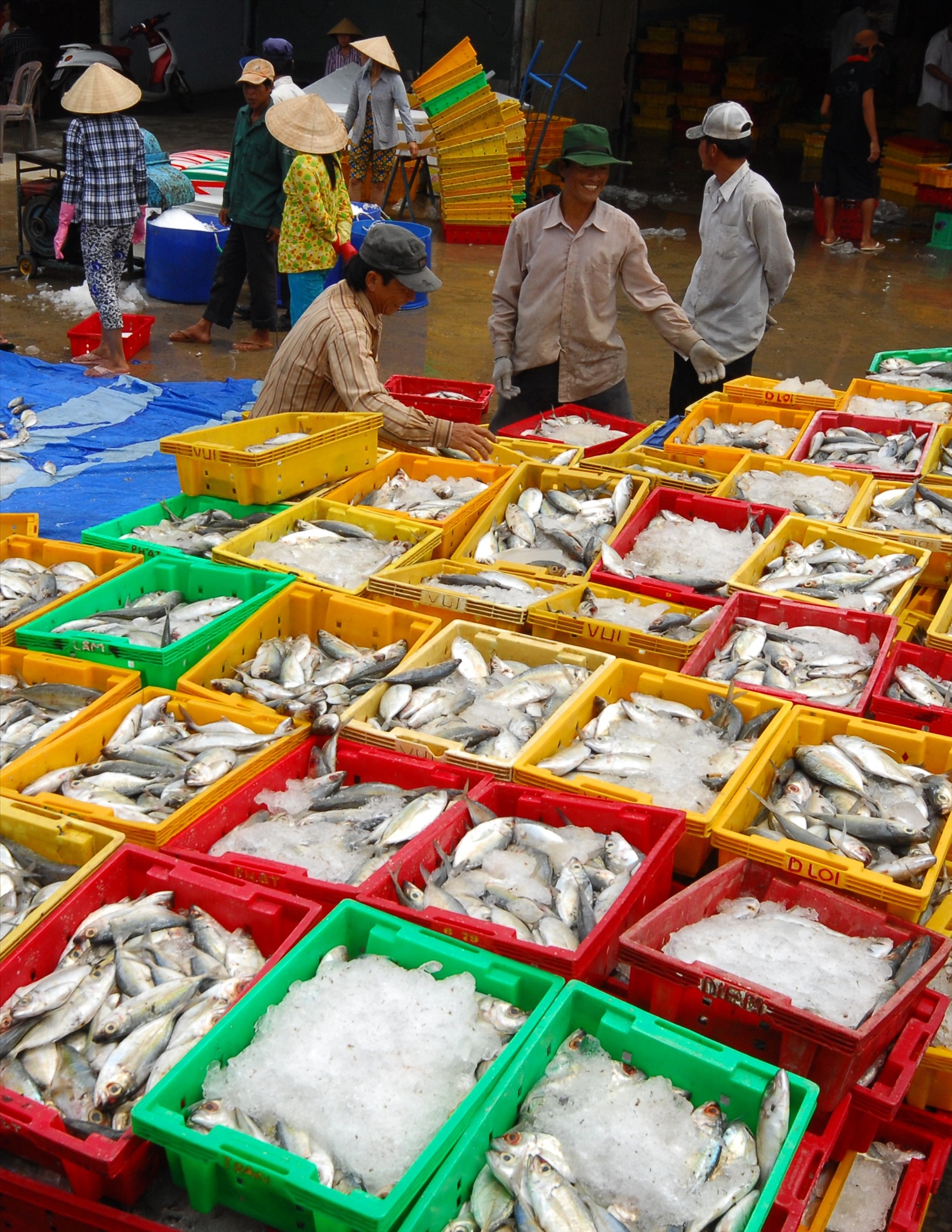 Tổ dịch vụ hợp tác khai thác đánh bắt thủy sản ở huyện Đông Hải (Bạc Liêu) 