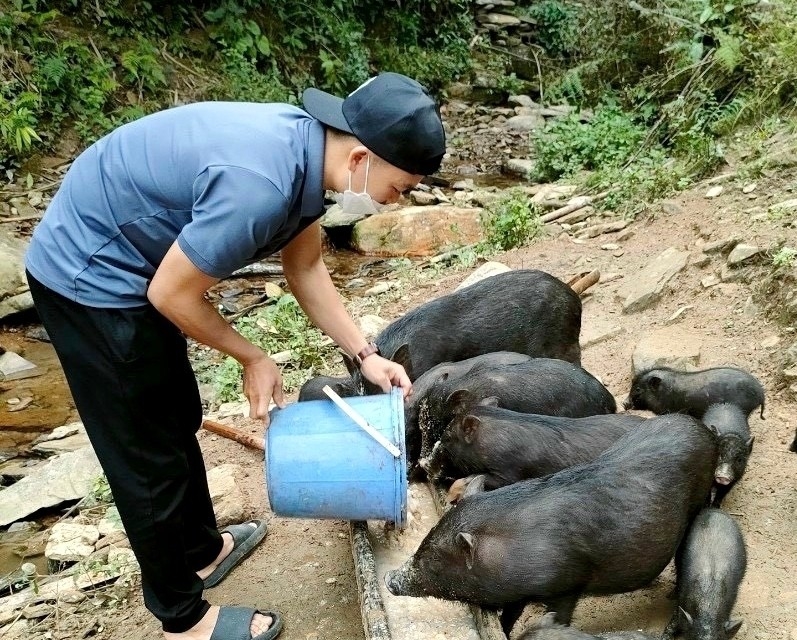 Mô hình chăn nuôi lợn mang lại hiệu quả kinh tế cao của hội viên nông dân xã Phú Xuân