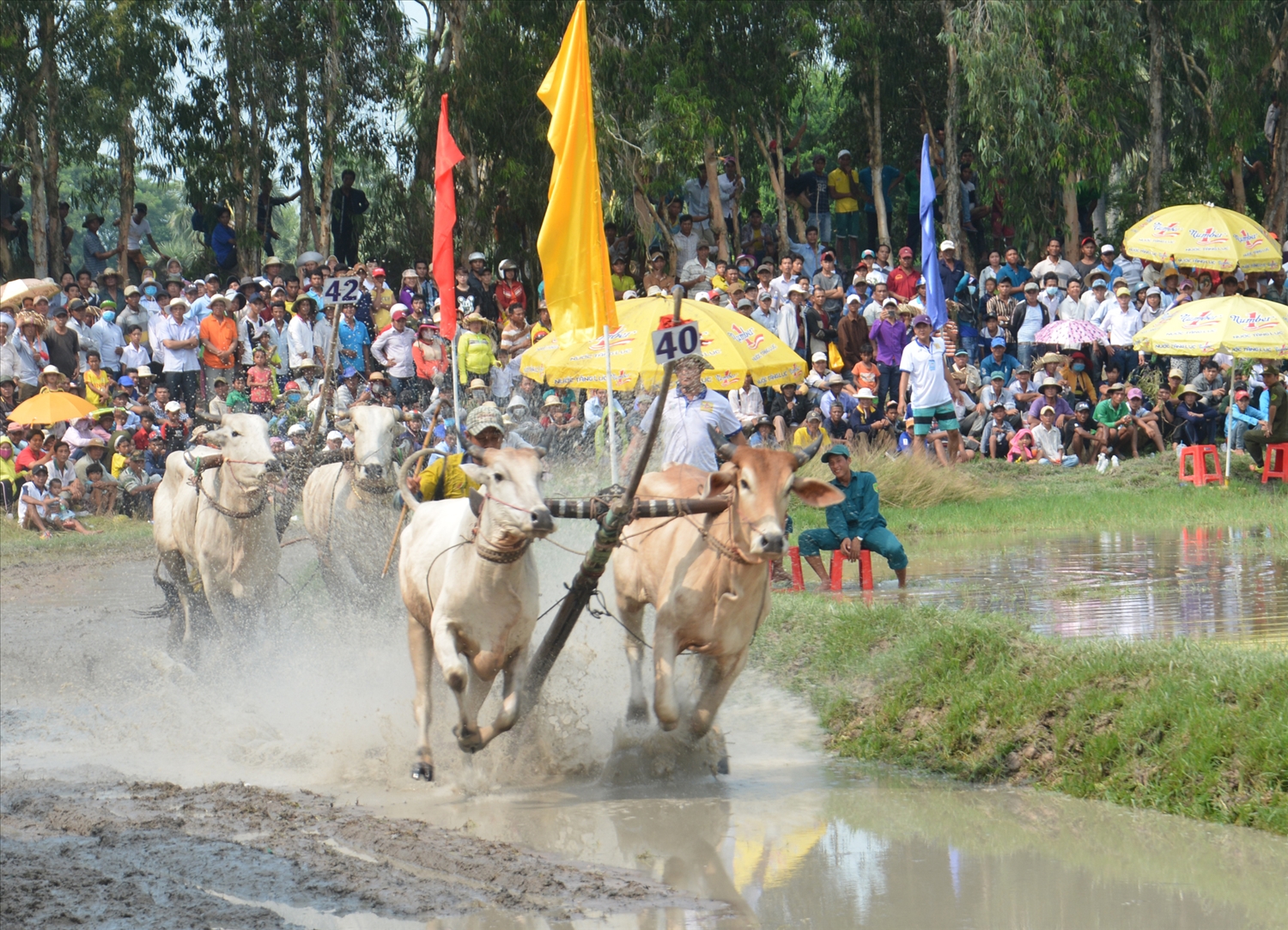 Gìn giữ văn hóa truyền thống với Hội đua bò Bảy Núi, An Giang