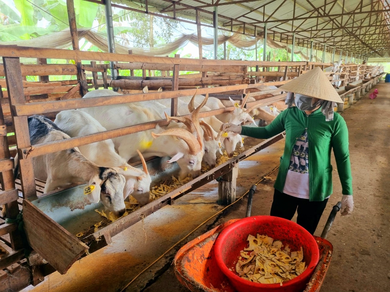 Mô hình nuôi dê lấy sữa làm 3 sản phẩm OCOP từ sữa dê của huyện Châu Thành A, tỉnh Hậu Giang. Ảnh: Hồng Cẩm
