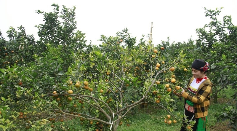 Nhiều mô hình sản xuất cây ăn quả ở các xã miền núi (Ngọc Lặc) cho hiệu quả kinh tế cao