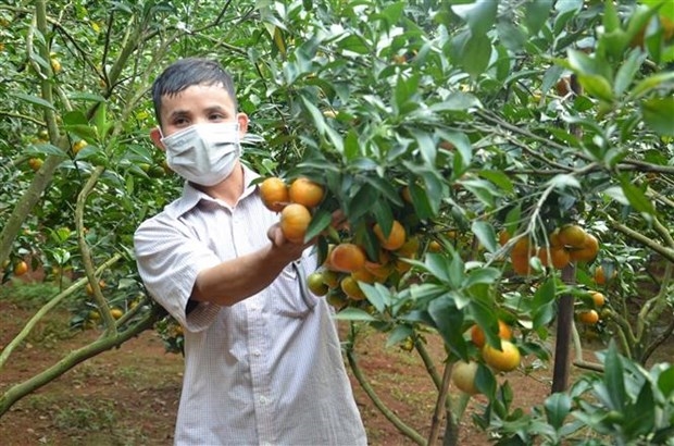 Anh Lương Văn Tưởng ở xã Kiên Thọ, huyện Ngọc Lặc (Thanh Hóa) thực hiện thành công mô hình trồng cam an toàn để vươn lên thoát nghèo 