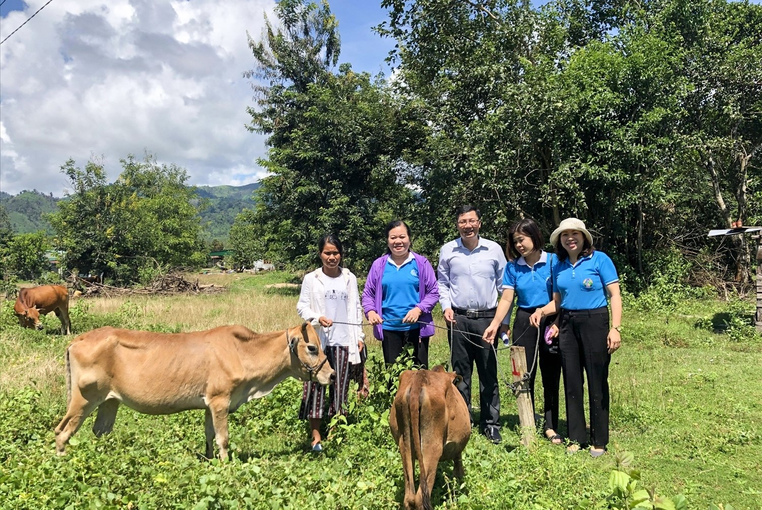 Tổ hợp tác chăn nuôi bò sinh sản của phụ nữ dân tộc Rơ Măm ở Làng Le, xã Mô Rai, huyện Sa Thầy (Ảnh BDT Kon Tum)