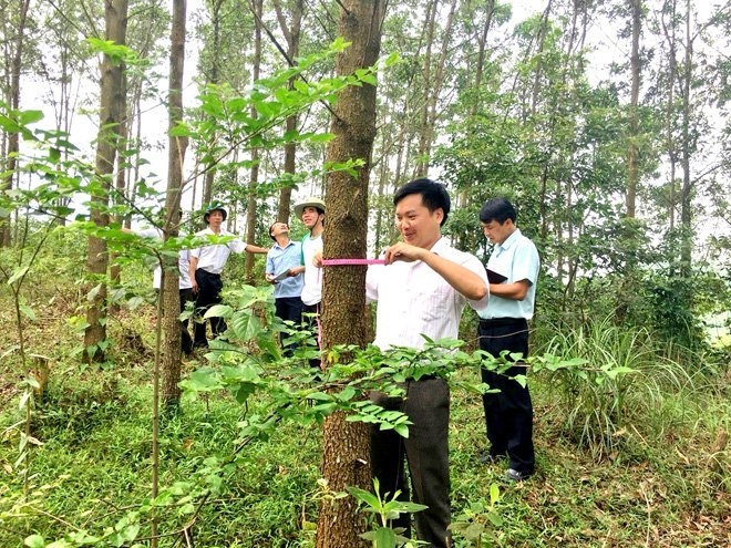 Đoàn công tác của Tổng cục lâm nghiệp kiểm tra rừng trồng gỗ lớn tại tỉnh Tuyên Quang. 