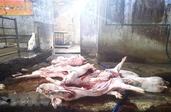 Hiện trường phát hiện số thịt lợn bẩn mang mầm bệnh dịch tả lợn Châu Phi. (Ảnh: TTXVN) 