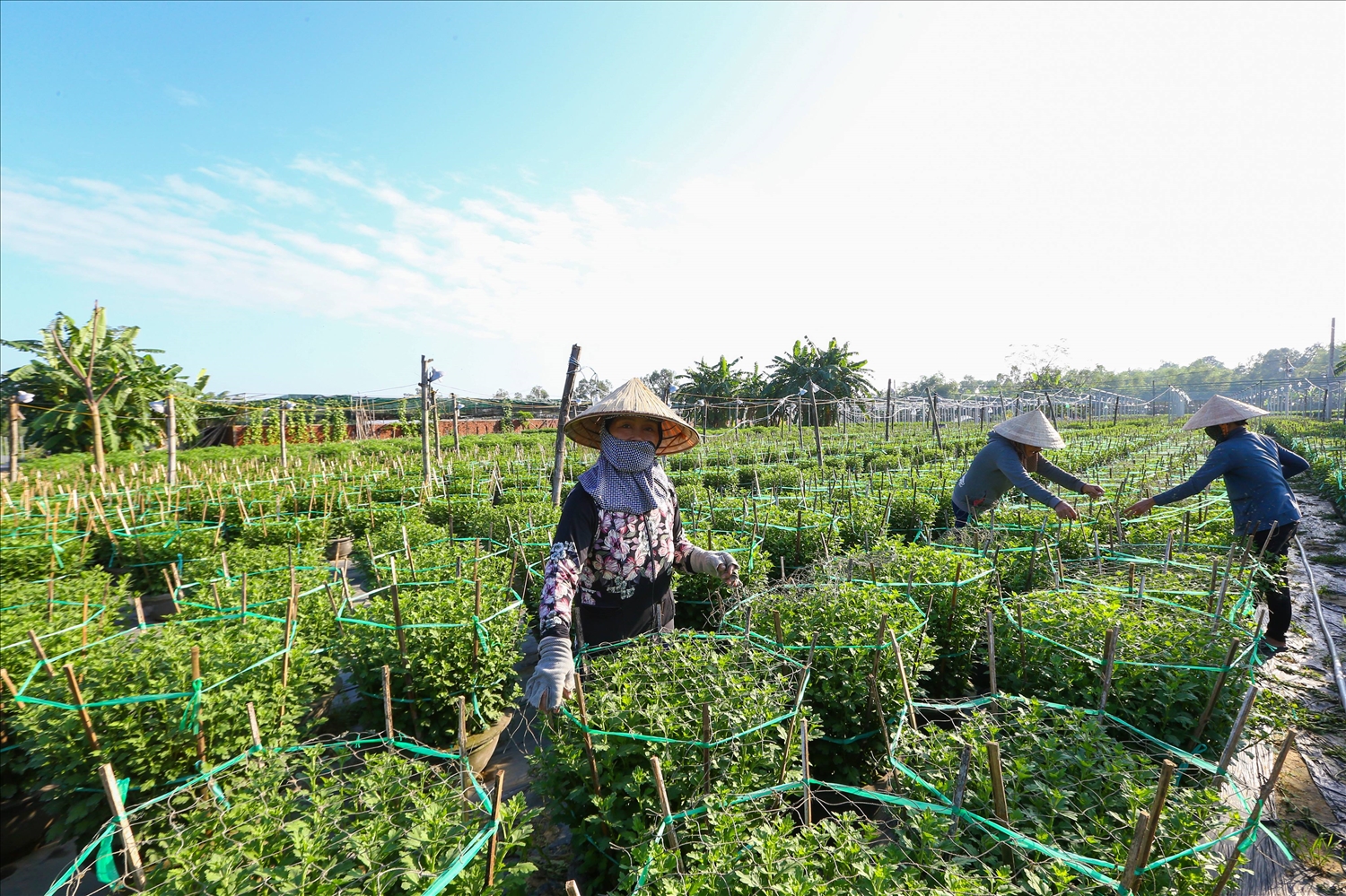 Nhiều diện tích trồng hoa cúc vàng, hoa công nghệ cao phục vụ Tết trên địa bàn TP Đà Nẵng bị ảnh hưởng bởi trận mưa lũ lịch sử giữa tháng 10 đang được khôi phục lại.
