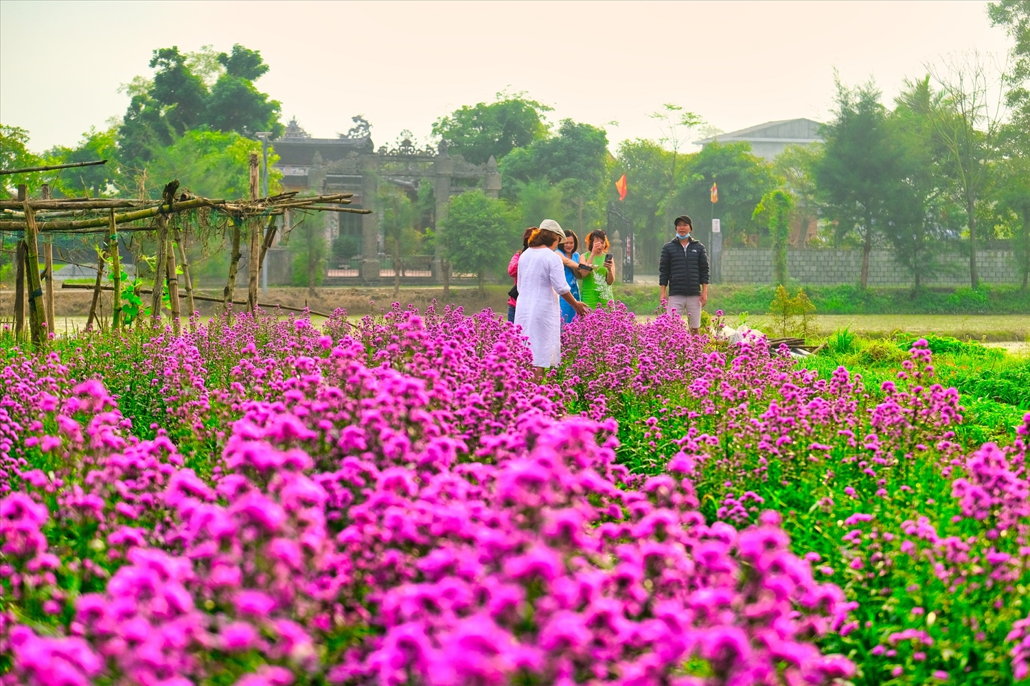 Sắc màu hoa Tết tại làng hoa Tiên Nộn, xã Phú Mậu (Thừa Thiên Huế)