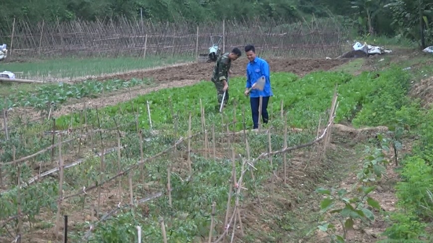 Mô hình trồng rau sạch kiểu mẫu của lực lượng Đoàn kinh tế- Quốc phòng tại vùng biên
