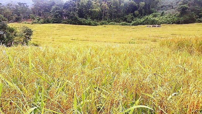 Lúa nếp Cay nọi - một trong những nhóm cây trồng được phát triển ở vùng cao Quan Sơn, Mường Lát