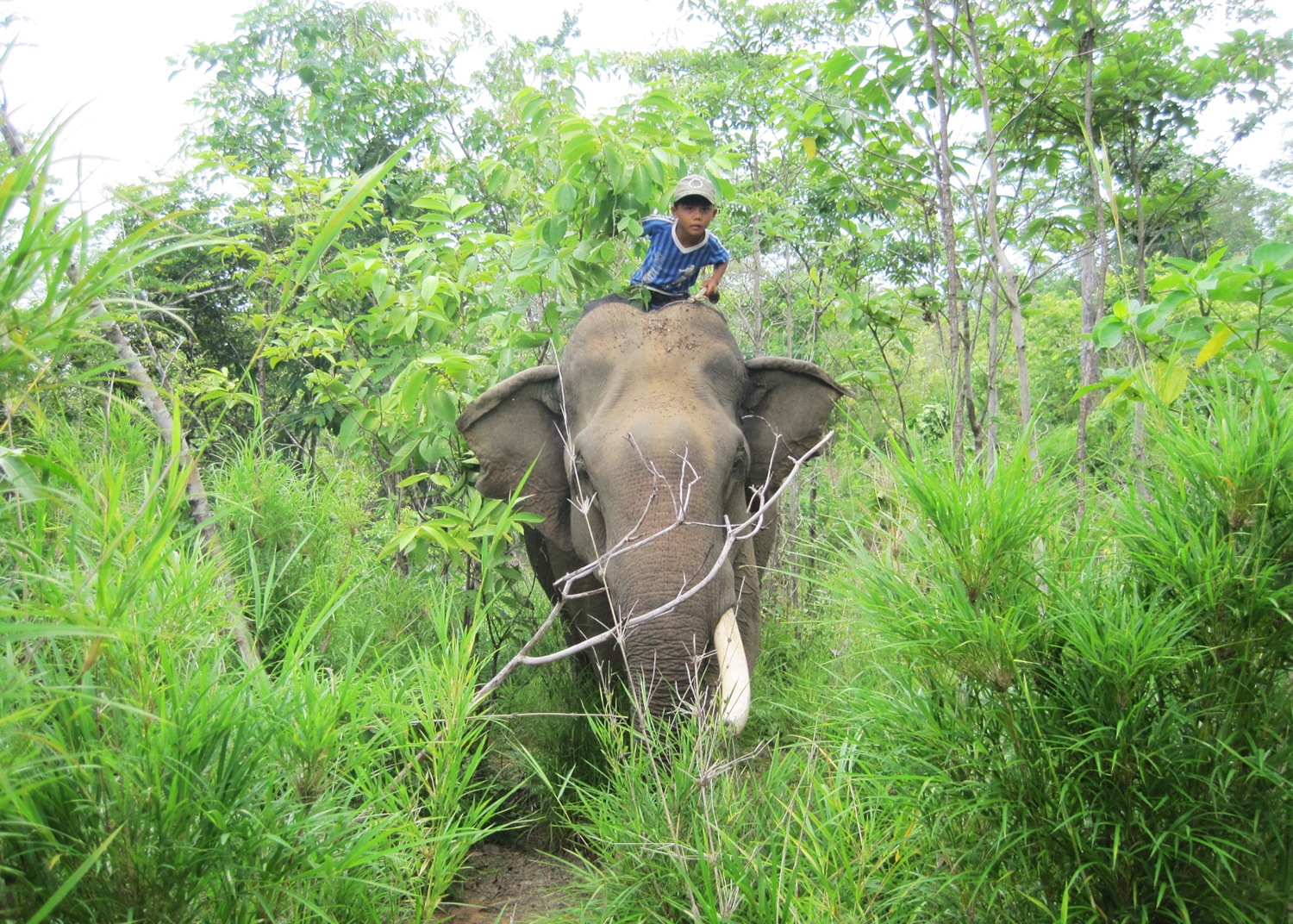 Dự án Bảo tồn voi của Đắk Lắk từ nguồn tài trợ phi chính phủ nước ngoài