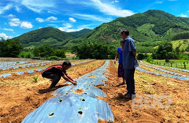 Già làng Đinh Phik (người ngồi) ở làng 6, xã Vĩnh Thuận (huyện Vĩnh Thạnh) hướng dẫn người dân địa phương trồng cây bí đao trên đất gò đồi