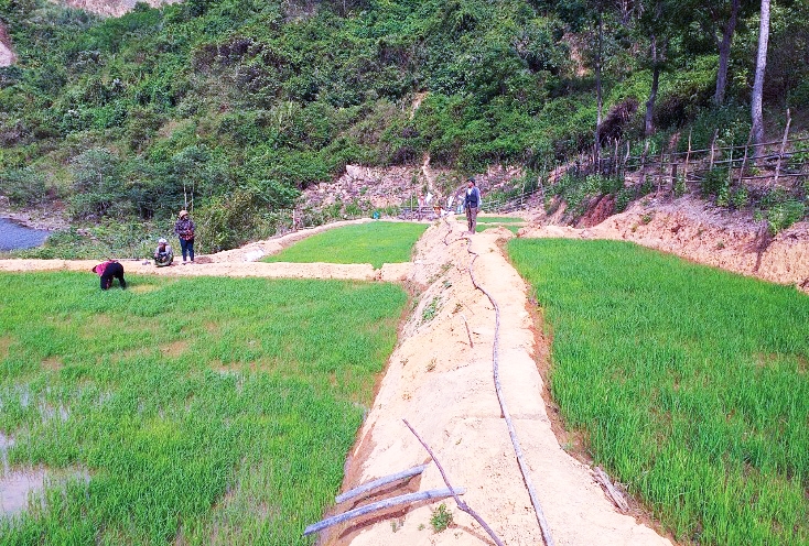 Mô hình ruộng lúa nước bậc thang của gia đình ông Hồ Khiên đang phát triển tốt