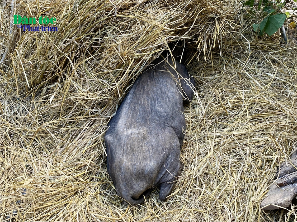Chuyện lạ ở Lai Châu: Người dân nhận lợn giống không biết từ đâu, nuôi mấy hôm lăn ra chết hàng loạt! (Bài 1) 2