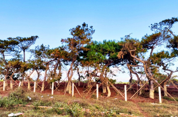 Hàng nghìn cây thông cổ thụ bị chết dần do Tập đoàn FLC di thực để xây dựng sân Golf tại huyện Đăk Đoa, Gia Lai