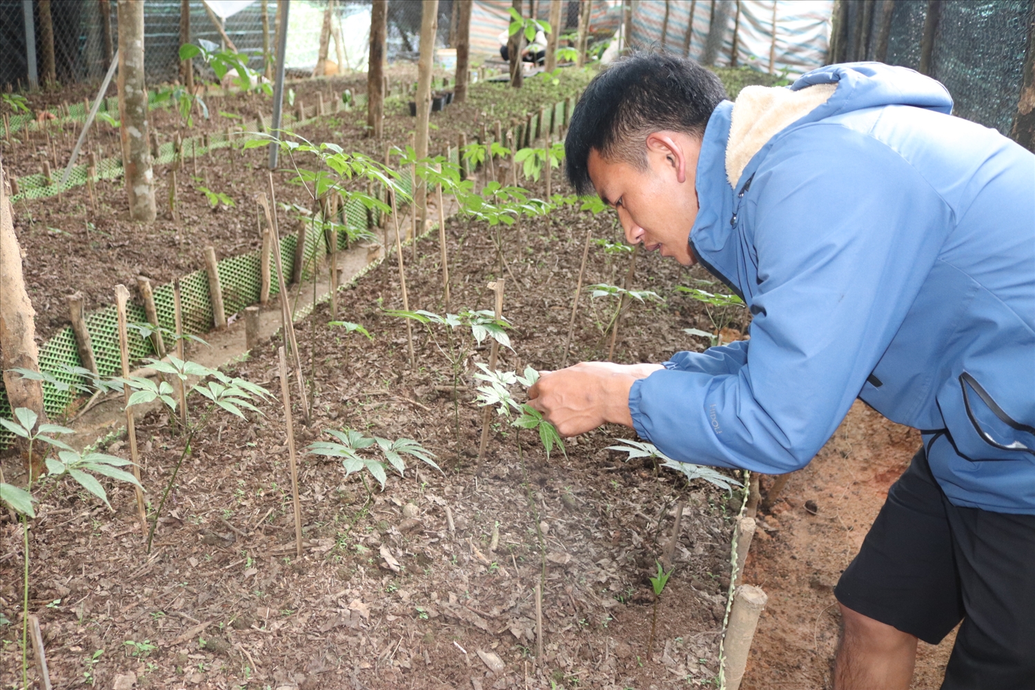 Anh Pờ Và Hừ, Trưởng bản Sín Chải B, xã Pa Vệ Sủ (Mường Tè, Lai Châu) chăm sóc cây sâm trong vườn nhà